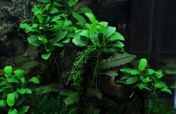 Anubias barteri 'Petite'