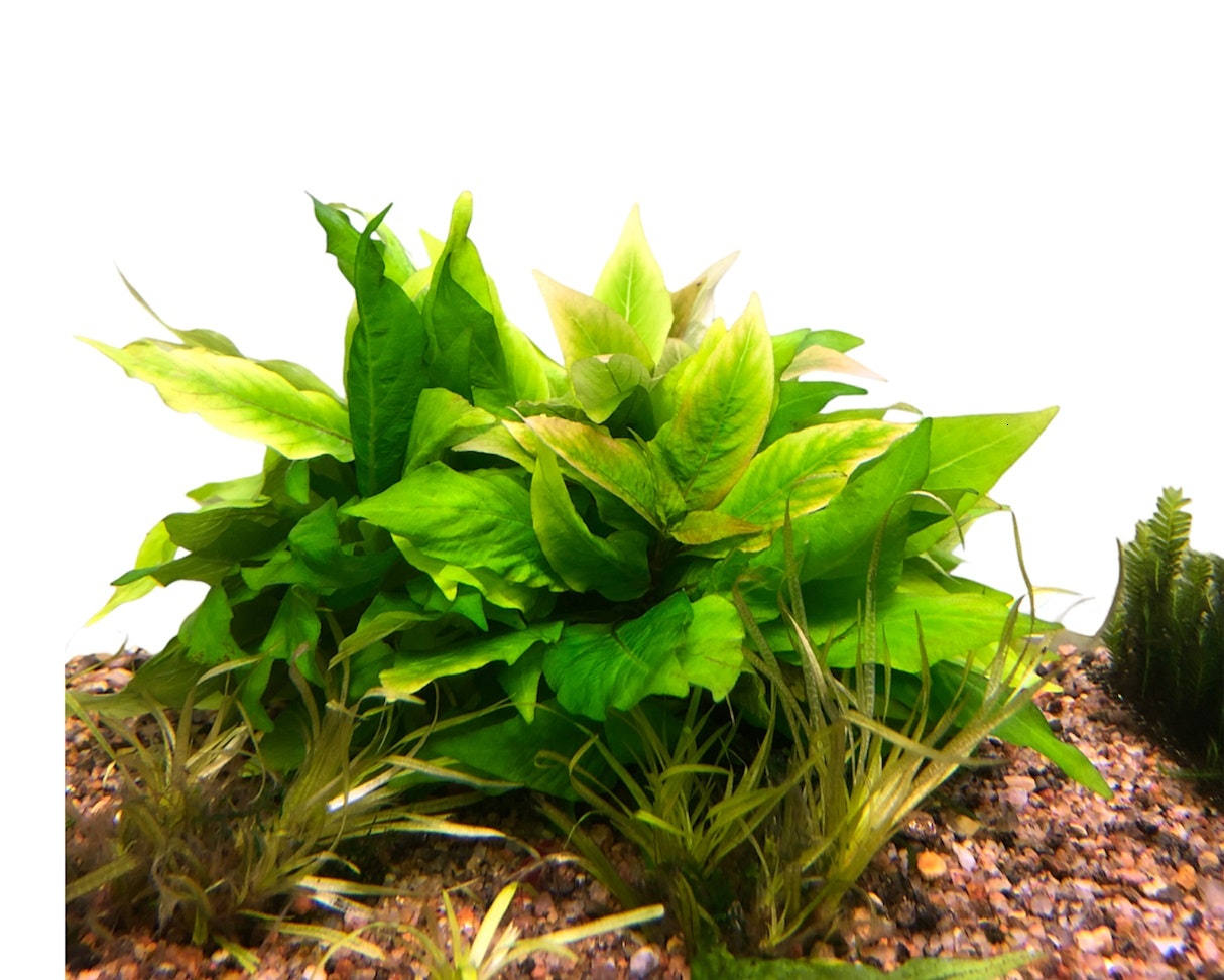 Hygrophila corymbosa ´compact´