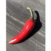 Vampire chilli, (Capsicum annuum)