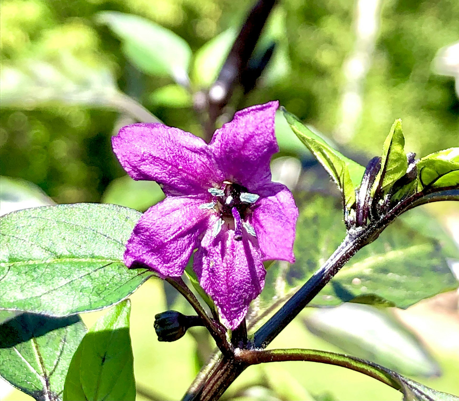 Vampire chilli, (Capsicum annuum)