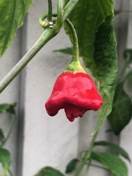 Jamaican bell, (Capsicum baccatum)