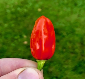 Habanero ´Tobago seasoning´, (Capsicum chinense)