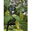 Habanero ´Tobago seasoning´, (Capsicum chinense)