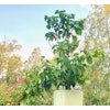 Habanero ´Tobago seasoning´, (Capsicum chinense)