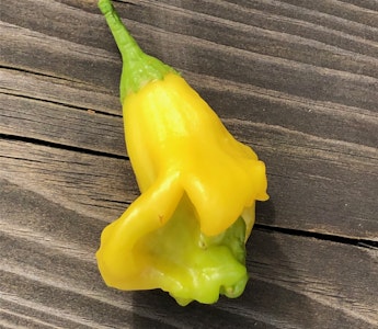 Aji fantacy, (Capsicum baccatum)