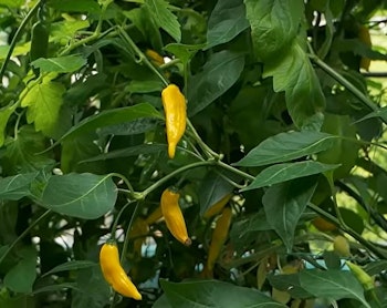 Aji Lemon Drop (Capsicum baccatum)