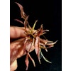 Cryptocoryne flamingo