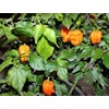 Bhut Orange Copenhagen (B.O.C.) (Capsicum chinense)