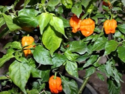 Bhut Orange Copenhagen (B.O.C.) (Capsicum chinense)