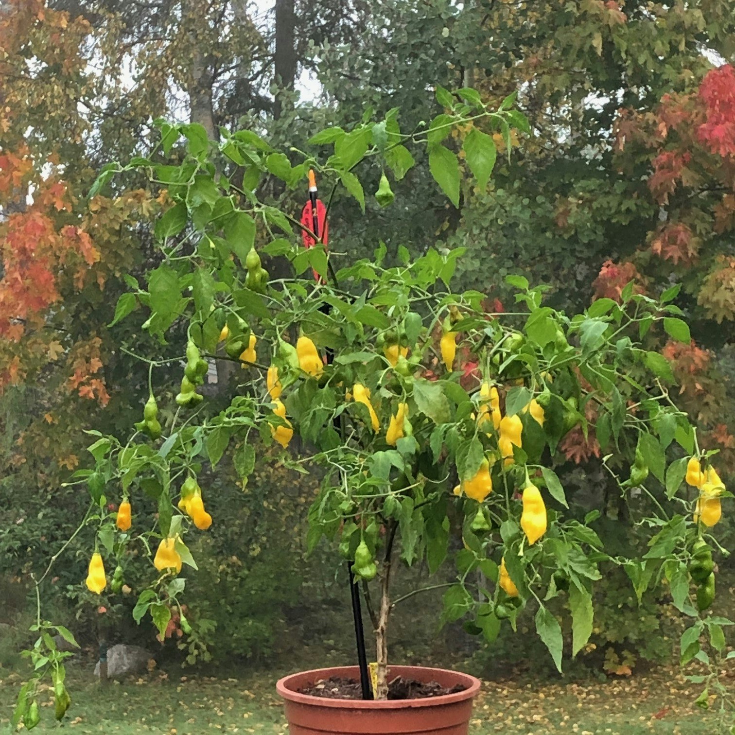 Aji fantacy, (Capsicum baccatum)