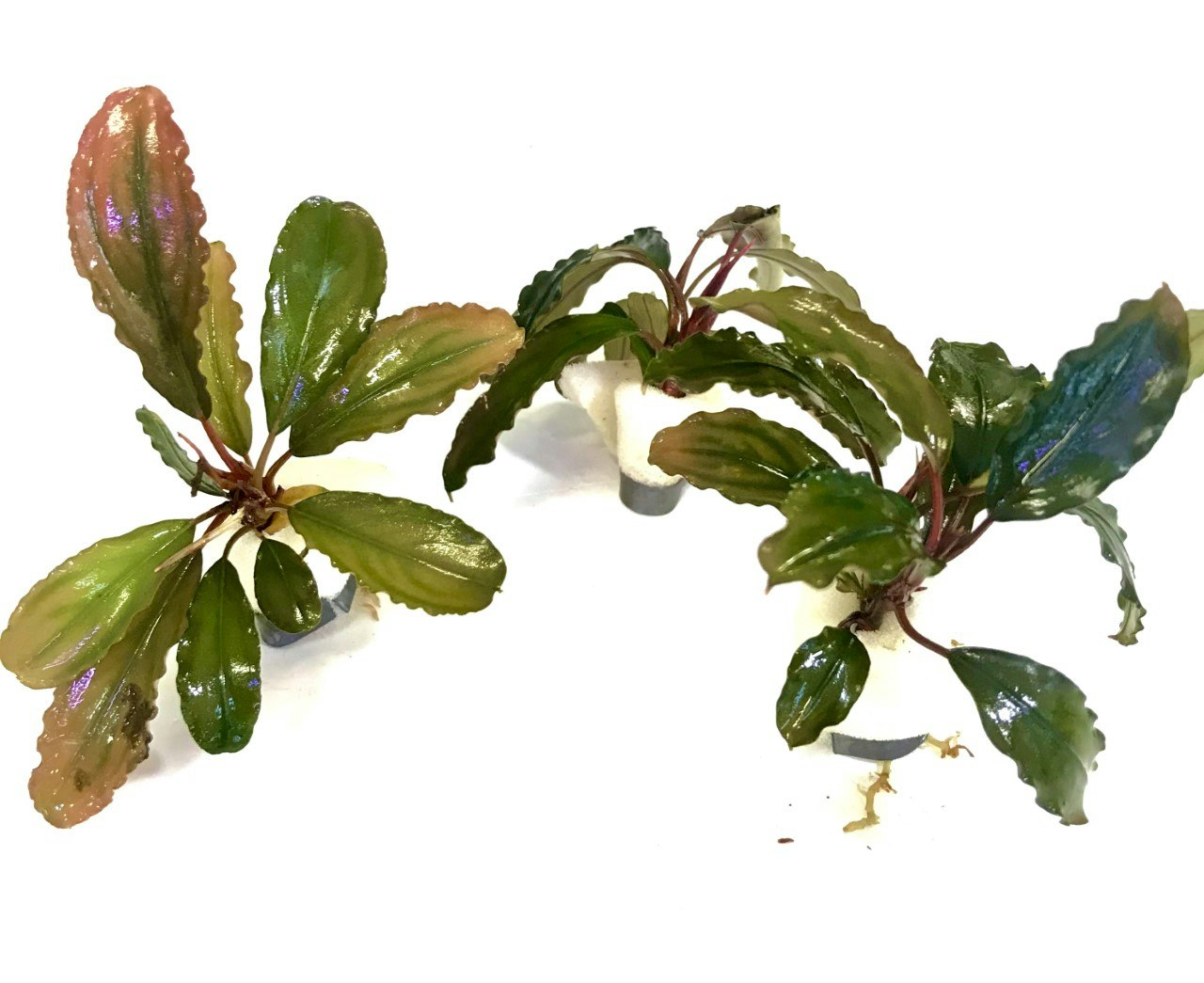 Bucephalandra Super Blue