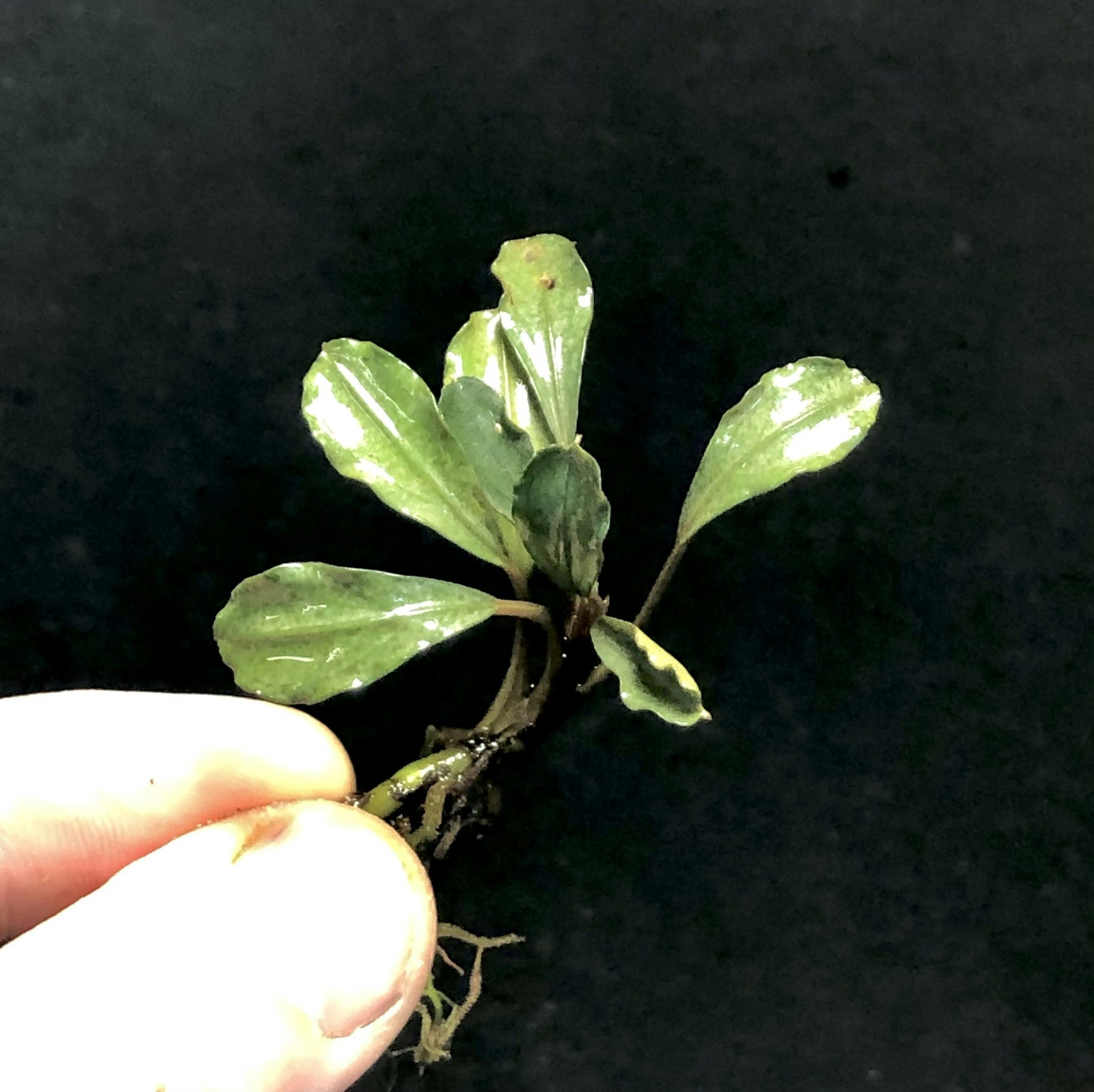 Bucephalandra Super Blue