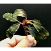 Bucephalandra Red Purple