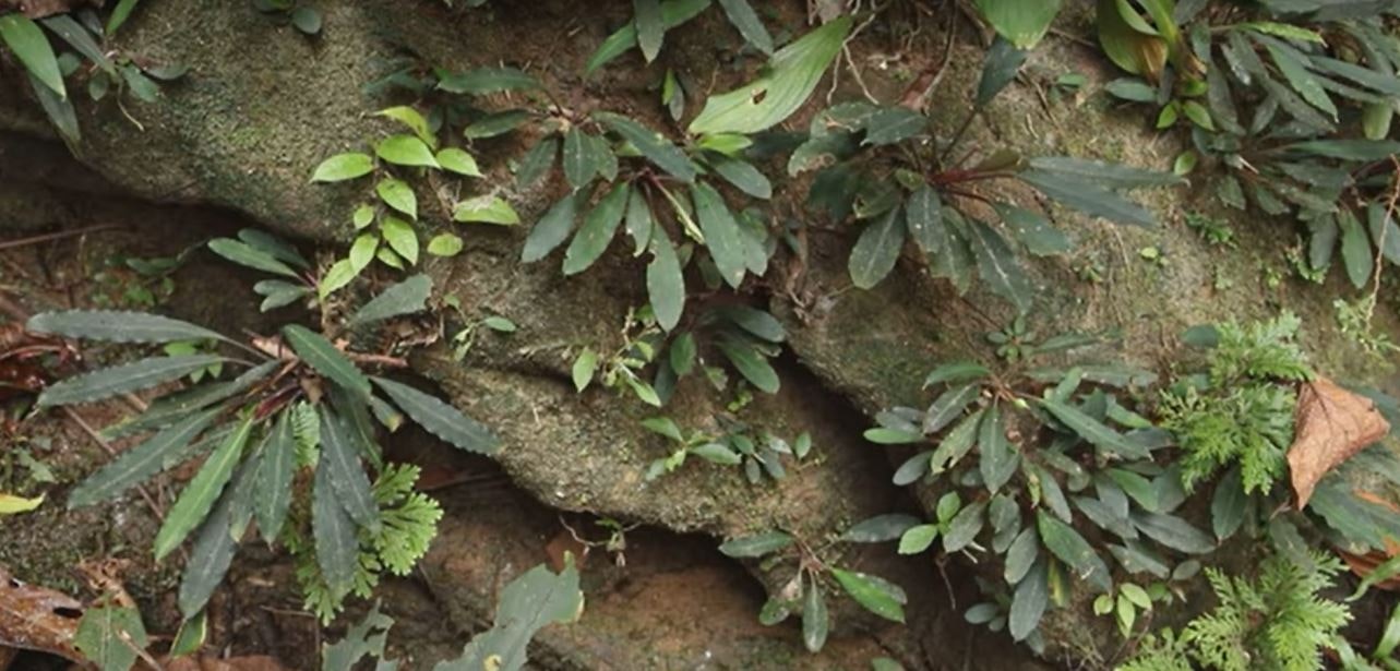Bucephalandra Chimaera