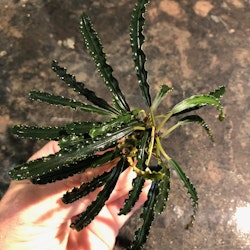 Bucephalandra Velvet