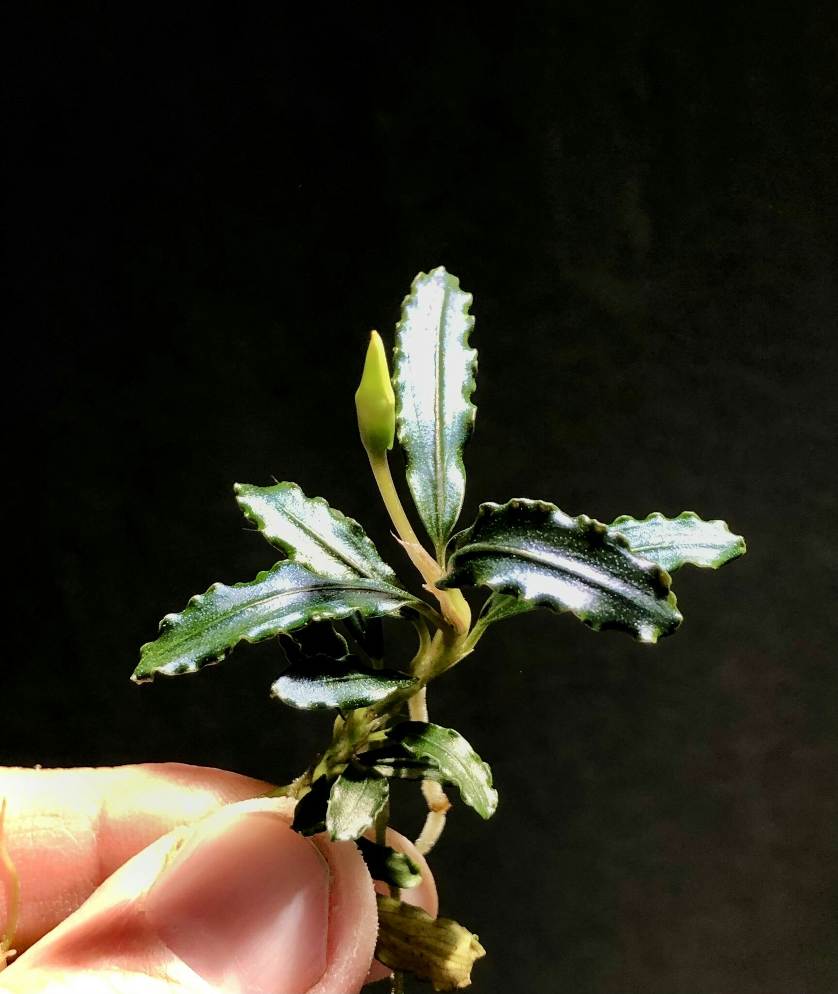 Bucephalandra Brownie amanda