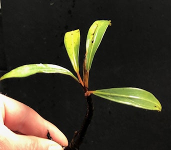 Bucephalandra Goliath