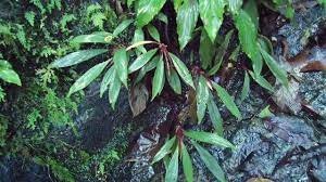 Bucephalandra Goliath