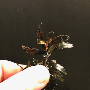 Bucephalandra Kedagang Mini