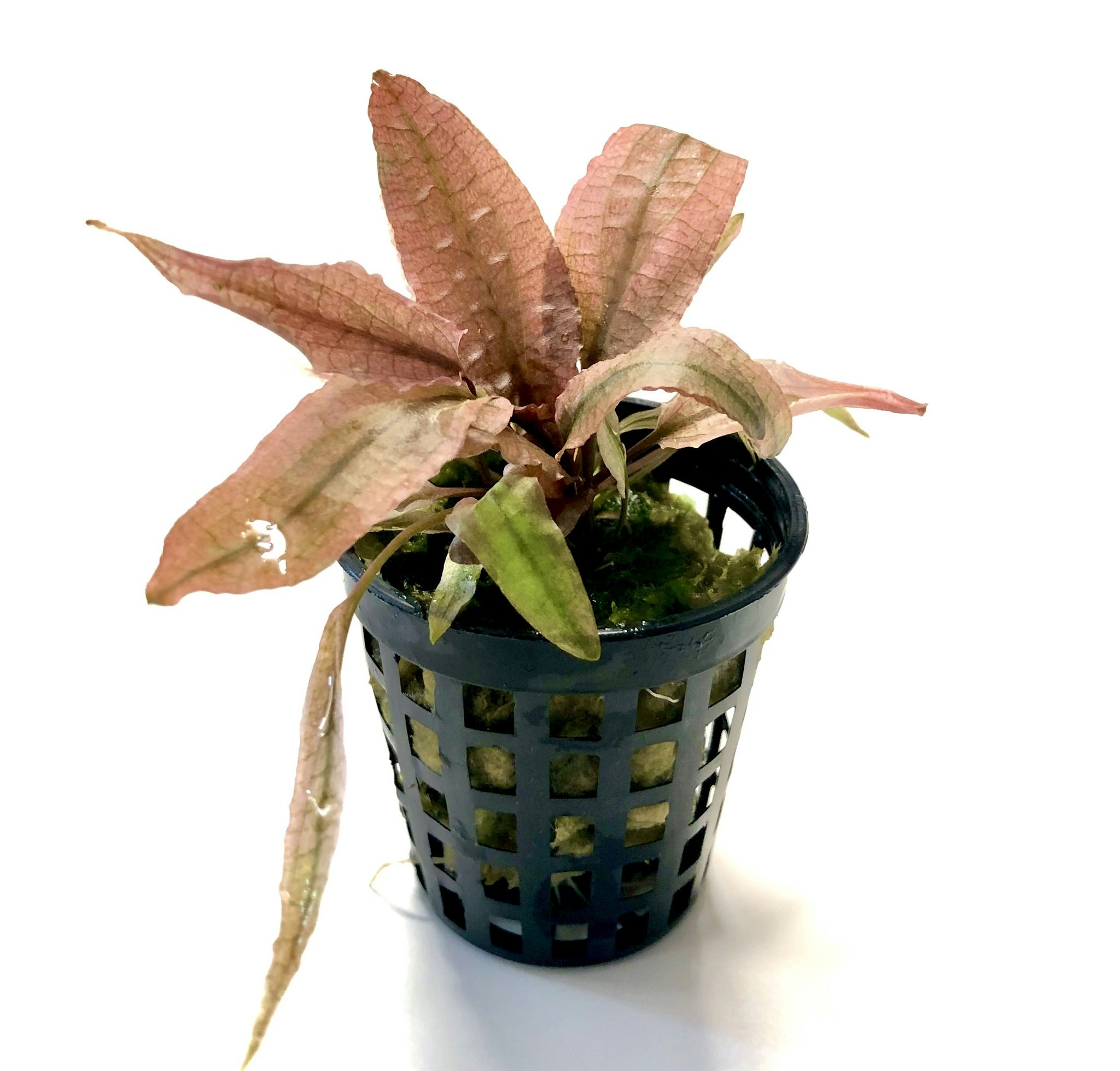 Cryptocoryne flamingo