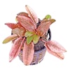 Cryptocoryne flamingo