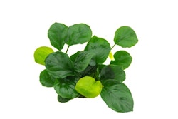 Anubias barteri 'Coin Leaf'