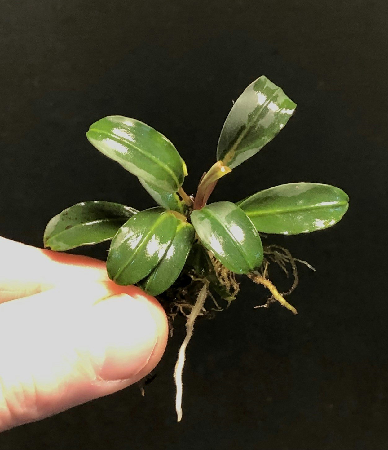 Bucephalandra sp. Paris 12株 bucephalandra