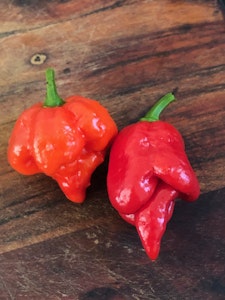 Carolina Reaper (Capsicum chinense)