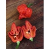 Carolina Reaper (Capsicum chinense)