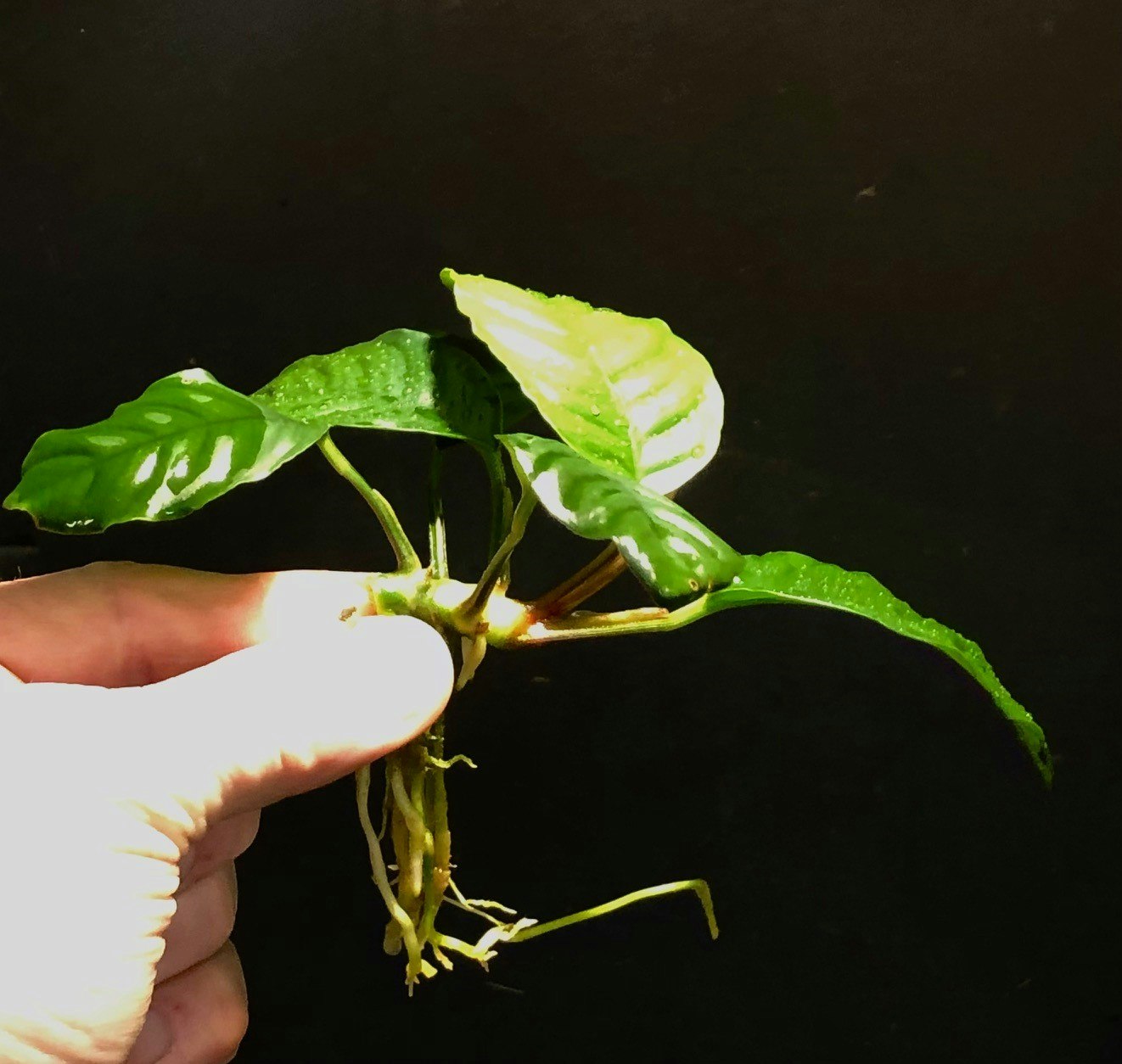 Anubias barteri var. 'Coffeifolia'