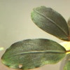 Bucephalandra Maharani