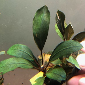 Bucephalandra Maharani