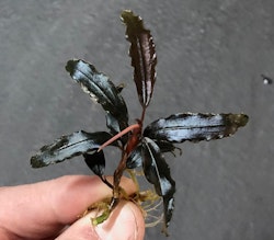 Bucephalandra Silver powder