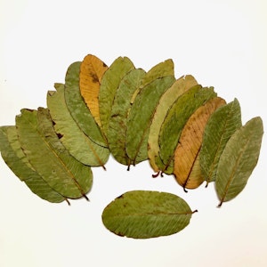 Guava löv