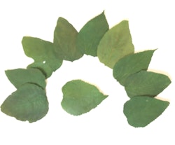 Mullbärs löv