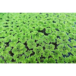 Azolla Filiculoides