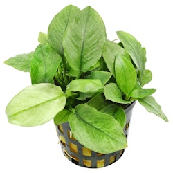 Anubias barteri var. nana 'Jade'