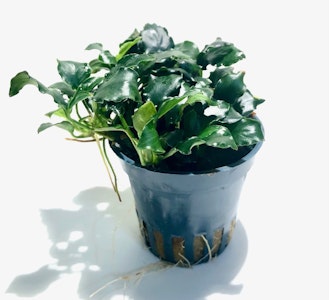 Anubias barteri var. nana 'Kirin Mini'