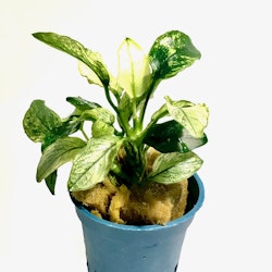 Anubias barteri var.nana ´Pinto´