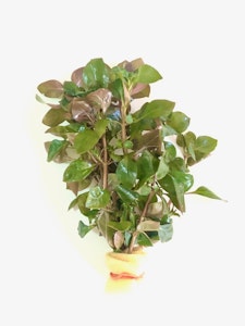 Ludwigia repens