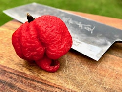 Carolina Reaper (Capsicum chinense)