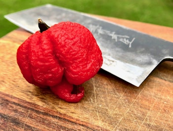 Carolina Reaper (Capsicum chinense)