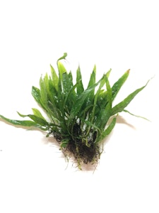 Microsorum pteropus