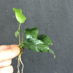Anubias barteri var. 'Wrinkle leaf'