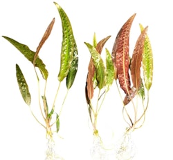 Cryptocoryne usteriana