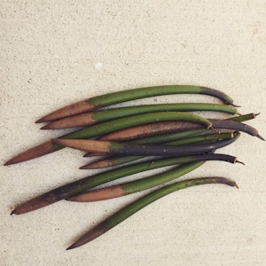 Mangrove frö