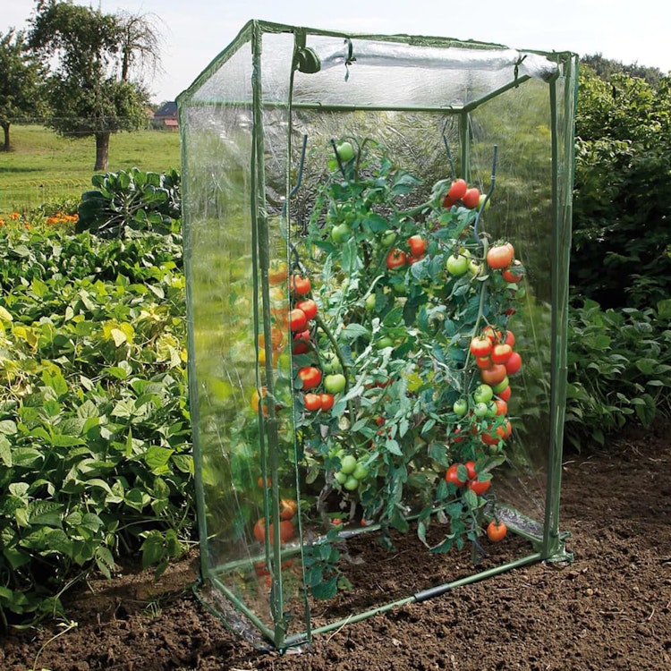 Växthus för tomatodling