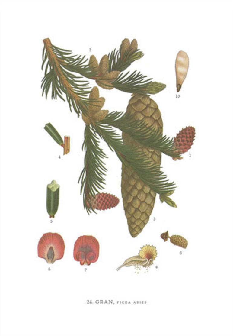 Poster med Botaniskt mönster. 21 x 31cm