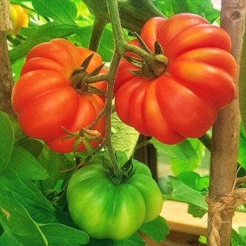 Tomatsås Röd