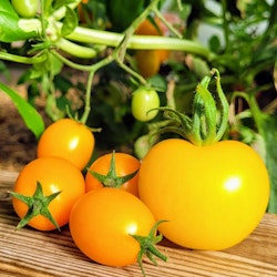 Tomatsås Gul